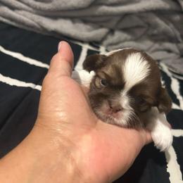 Male 1 - Liver and white male Shih Tzu puppy in Kissimmee, Florida from Bebe AKC Puppies
