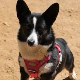 Bon bon - Cardigan Welsh Corgi