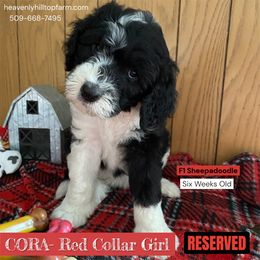 CORA - Red collar girl - Black and white female Sheepadoodle puppy in Charlo, Montana from Heavenly Hilltop Farm