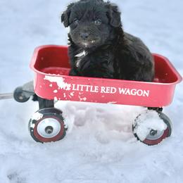 Nova - Brown and white female Aussiedoodle puppy in Science Hill, Kentucky from Southern Paws Kennels