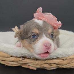 German Shepherd and Pembroke Welsh Corgi Puppies from J&R Shepherds & Corgis