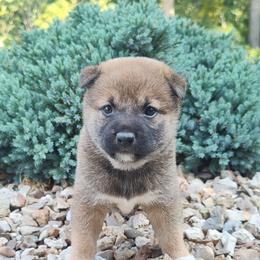 Claire - Red female Shiba Inu puppy in Clayton, Illinois from Adorable-Puppies