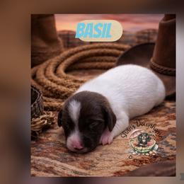 Basil - Piebald male Dachshund puppy in Hockley, Texas from Shans Down Home Doxies