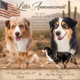 Miniature American Shepherd puppies from King's Miniature American Shepherds