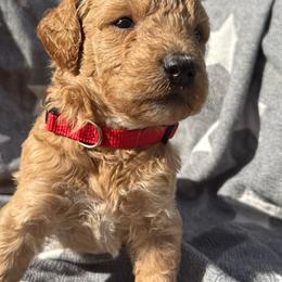 Steiner - Cream male Poodle puppy in Dayton, Washington from Country Sundance Poodles