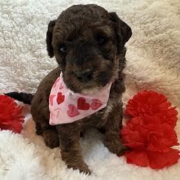 Charlie Brown - Red with tan points - Red  male Poodle puppy in Canfield, Ohio from Poo's Doo's & Inu's