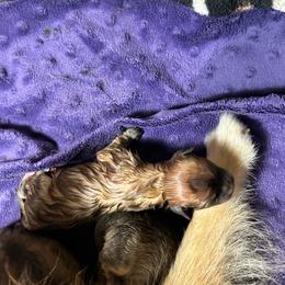 Shilo - Orange sable male Pomeranian puppy in Zavalla, Texas from Precious Puff Poms
