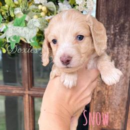 Snow - Cream female Dachshund puppy in Franklinton, Louisiana from Southern Grace Doxies