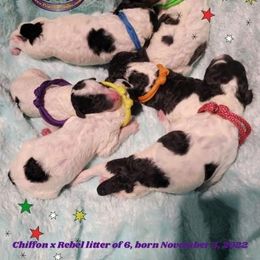 Poodle Puppies from Princetin Poodles