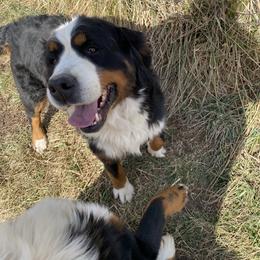 Roxy - Bernese Mountain Dog