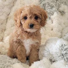 Frosty - Red Cavapoo puppy in Missouri from B&M Cottonwood Canines