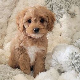Frosty - Red Cavapoo puppy in Missouri from B&M Cottonwood Canines