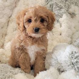 Frosty - Red Cavapoo puppy in Missouri from B&M Cottonwood Canines