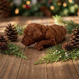 Girl 8 - Red  female Poodle puppy in Mc Henry, Illinois from Sunset Maple Poodles