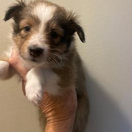 PURPLE COLLAR GIRL - White and sable female Shetland Sheepdog puppy in Chipley, Florida from Stacey's Shelties