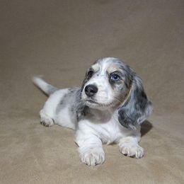 Dachshund Puppies from Doxie Waggin Tails