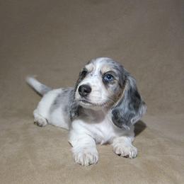 Dachshund Puppies from Doxie Waggin Tails
