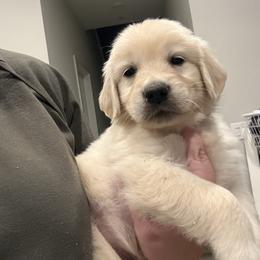 Pink girl - Light golden female Golden Retriever puppy in Murrieta, California from The Golden Leash Kennels