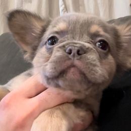 French Bulldogs from Royal Line Frenchies