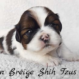 AKC Tri-Color Parti Male - Tricolor male Shih Tzu puppy in Middle Grove, New York from Beirin Breige Shih Tzus