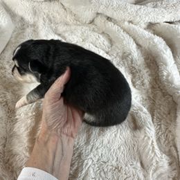 Male 1 - Black and white male Pomsky puppy in Leesburg, Virginia from Capital Pomsky