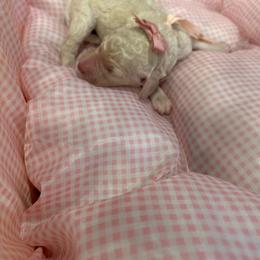 Sienna - White female Poodle puppy in Mobile, Alabama from Semmy’s Standard Poodle LLC