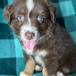 Rosie - Red tri female Toy Australian Shepherd puppy in Hokes Bluff, Alabama from Alegria Toy Aussies