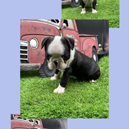 Russell - Seal and white male Boston Terrier puppy in Jacksonville, Florida from Trail’s End Boston Terriers