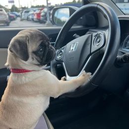 French Bulldog and Pug Puppies from Peachy Pugs