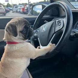 French Bulldog and Pug Puppies from Peachy Pugs