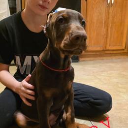 Red - Red and rust male Doberman Pinscher puppy in Knox, Indiana from Double River Dobermans