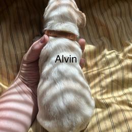 Alvin - Lemon and white male Basset Hound puppy in Ringling, Oklahoma from BnL Bassets