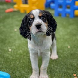 Itawamba - Black white and tan female English Springer Spaniel puppy in Tupalo, Mississippi from Butterfield Trail Farm