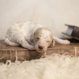 Red collar - Parti male Goldendoodle puppy in Seffner, Florida from Gold Diamond Pup