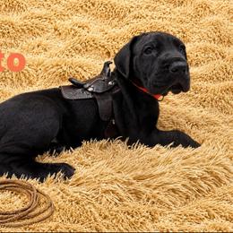 Girl 1 - Black female Great Dane puppy in Luling, Texas from Pegasus Great Danes