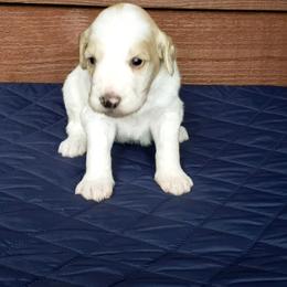 Lilly - White female Bernedoodle puppy in Columbia, Missouri from Silver Creek Pups