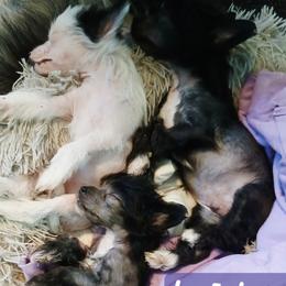 Chinese Crested puppies from Sakkarra Chinese Crested Dogs and Art