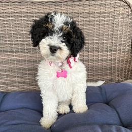 Canary - Black and white female Bernedoodle puppy in Midland, Michigan from Northern Charm Farm