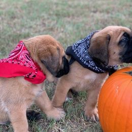Mastiff Puppies from Red River Mastiff