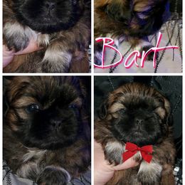 Shih Tzu Puppies from Cutie Pie Shih Tzu