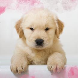 Golden Retriever Puppies from UnrivaledGoldens
