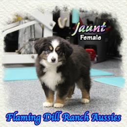 Jaunt - Black tri female Toy Australian Shepherd puppy in Forestburg, Texas from Flaming Dill Ranch Aussies
