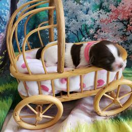 Havanese Puppies from Steal Your Heart Havanese