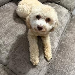 Hunter - Poodle