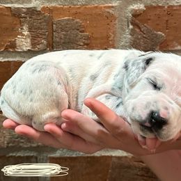 Dalmatian Puppies from Cowart’s Dalmatians