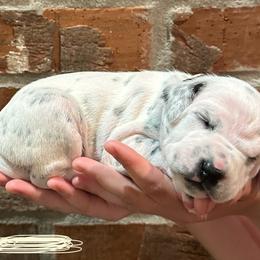 Dalmatian Puppies from Cowart’s Dalmatians