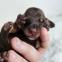 Chocolate and tan male (tiny) 3208.56 - Chocolate and tan male Dachshund puppy in Belle Rive, Illinois from Akin's Miniature Dachshunds, LLC