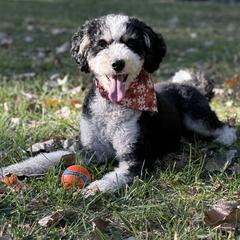 Harley - Aussiedoodle