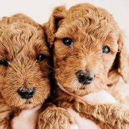 Bernedoodles and Cavapoos from ConkleDoodlePoos