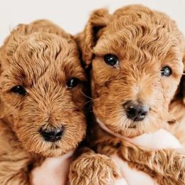 Bernedoodles and Cavapoos from ConkleDoodlePoos